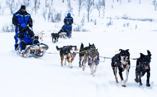Mush Through the Mountains with Dog Sledding